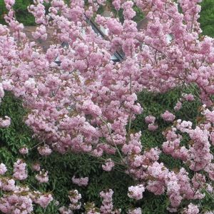 Meet your Posher, Maureen